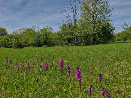 Orchids Wasserliesch