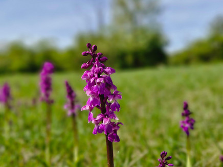 Orchideen Wasserliesch