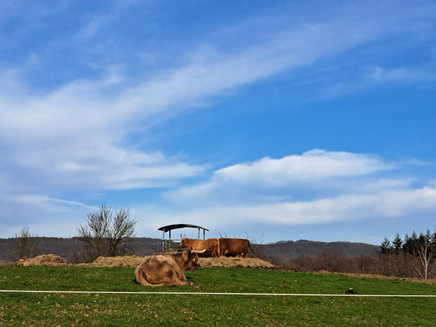 Hochlandrinder auf dem Kueser Plateau