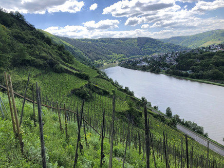 Zollturmsteige-RoteRunde Weinbergsterrassen