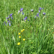 Blumenpracht im Murnauer Moos