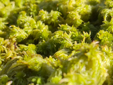 202505 Torfmoose drei