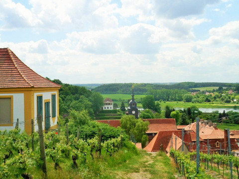 Blick über die Weinberge zum Schloss Seußlitz