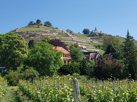 Aus Weinfässern nippen.jpg