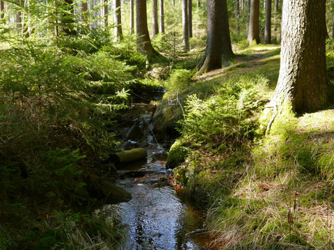 Dresdner Heide Haarweidebach ©Diana Mirtschink.jpg