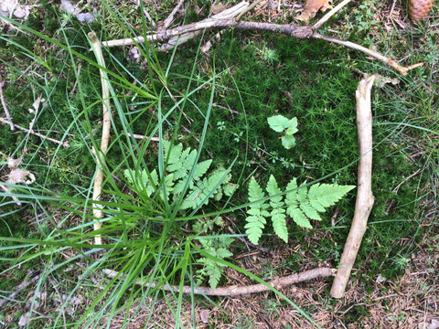 Waldbaden © Diana Mirtschink.jpg