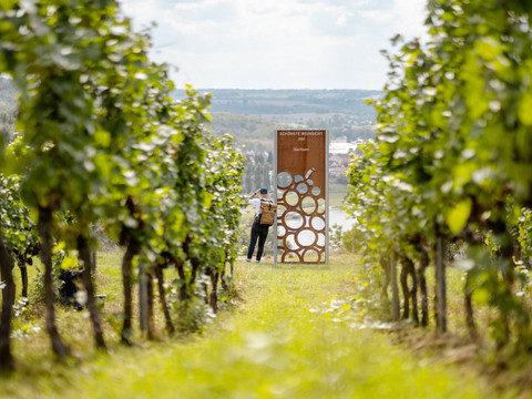 Dresden Elbland-Aktiv-Diesbar Seu├ƒlitz-Sch├Ânste Weinsicht 2020-2.JPG