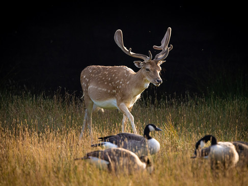 Wildtiere in harmonischer Umgebung