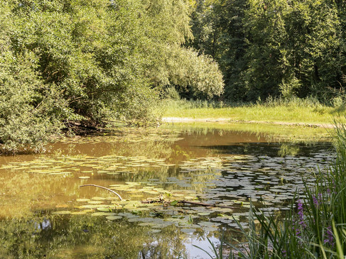 Waldteich im Tiergarten