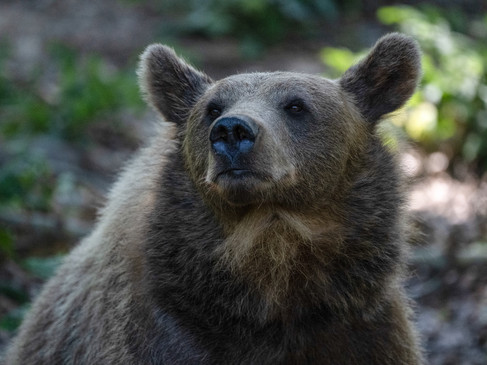 Bär im Biotoppark Anholter Schweiz