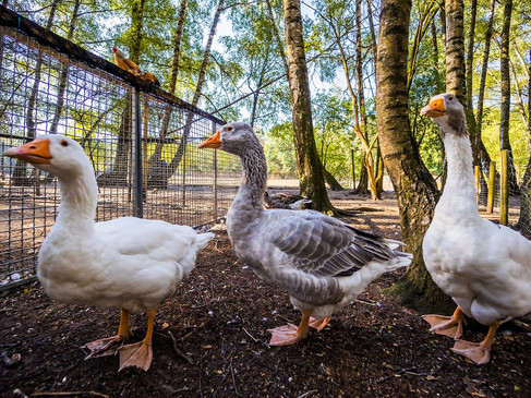 Gänse im Wildfreigehege Nöttler Berg