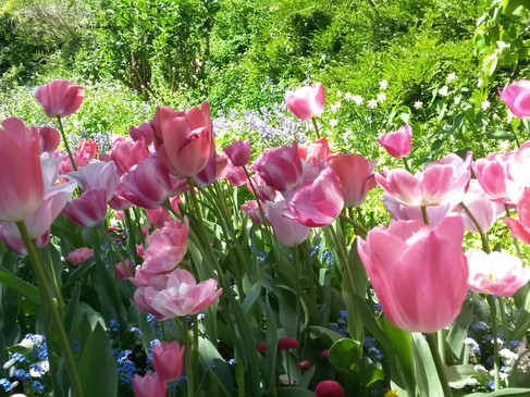 Blühende Tulpen im Botanischen Garten Münster