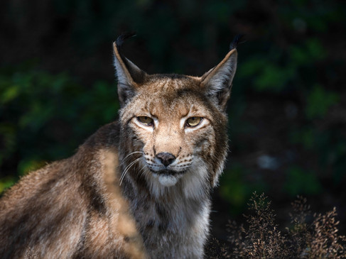 Luchs im Biotopwildpark Anholter Schweiz