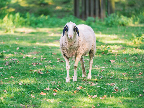 emsdetten-stadtpark-tiere-arche