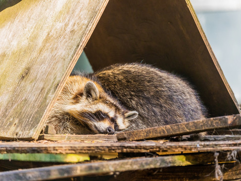 Waschbär im Wildfreigehege Nöttler BErg