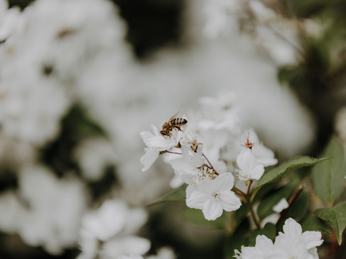 Rhododendronwald Dülmen