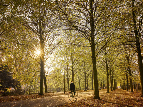 Herbst auf der Promenade Münster