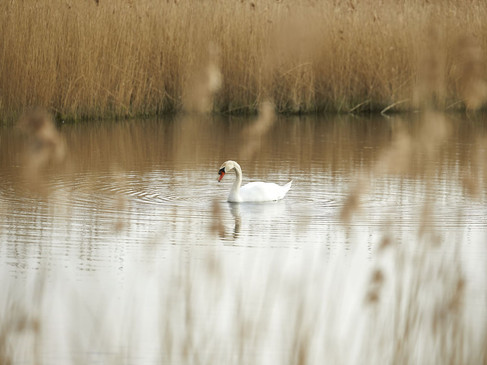 muenster-rieselfelder-picknickplatz