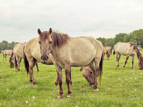 duelmen-wildpferde-picknick-ausblick