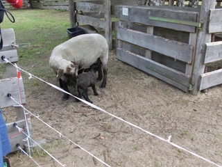 SchäfereiErlebniswelt im AWO Erlebnishof Beeskow