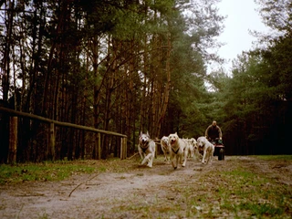 Stonecreek Tours: Huskytouren & Huskytrekking