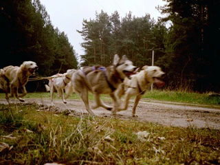 Stonecreek Tours: Huskytouren & Huskytrekking