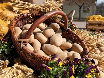 Kartoffeln vom Kartoffelhof Gerlind Neumann