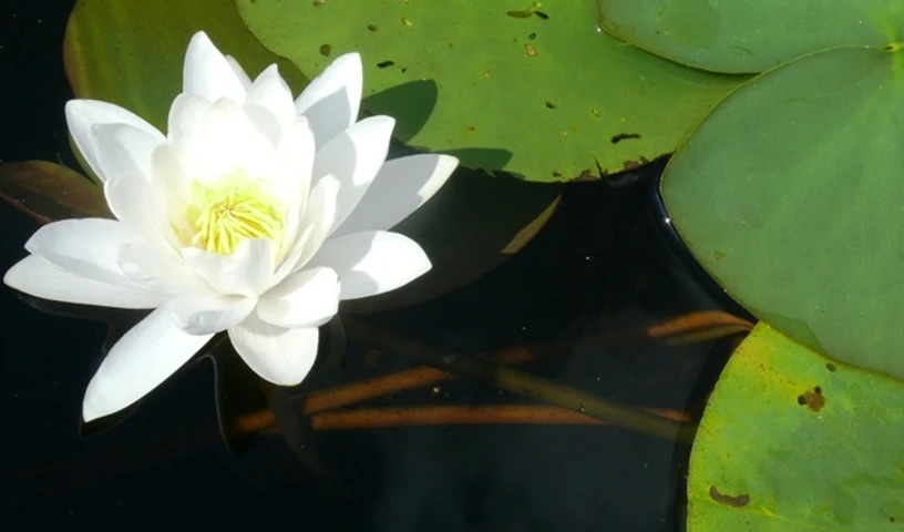Seerose