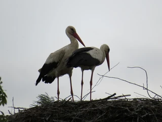 Besuch von Störchen am "Gasthof am Hafen"