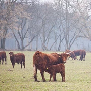 Landwirtschaft und Fischerei Mario Fischer in Niewisch