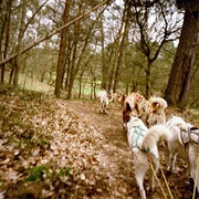 Stonecreek Tours: Huskytouren & Huskytrekking