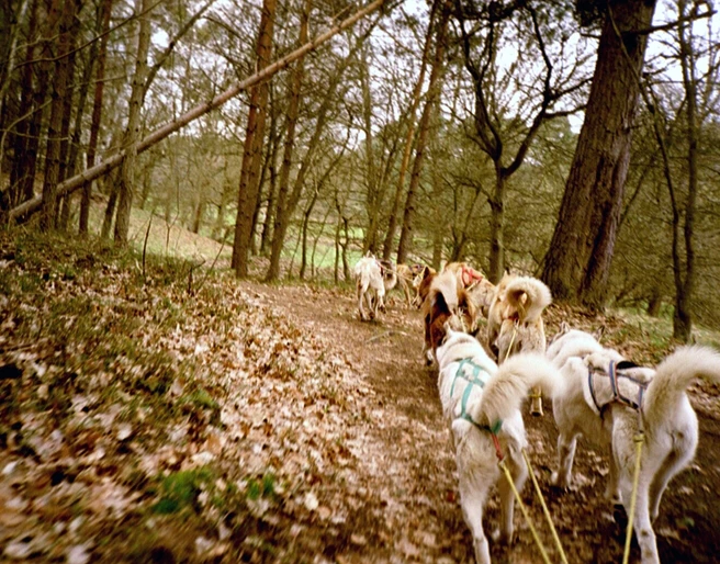 Stonecreek Tours: Huskytouren & Huskytrekking