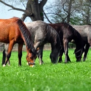 Foto: Shagya-Araber-Gestüt "Eichenhof"