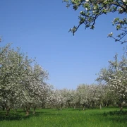Bergschäferei / Die Biokelterei - Obstwiese in Blüte