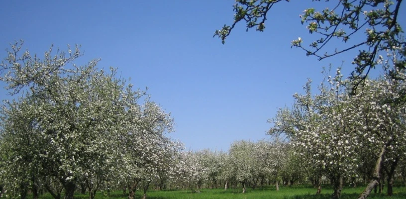 Bergschäferei / Die Biokelterei - Obstwiese in Blüte