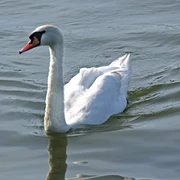 Scharmützelsee