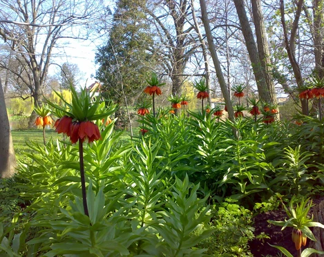 Blumen im Gutspark Möglin