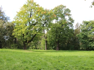Lienaupark in Frankfurt (Oder)