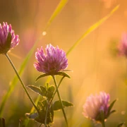 Natur im Seenland Oder-Spree