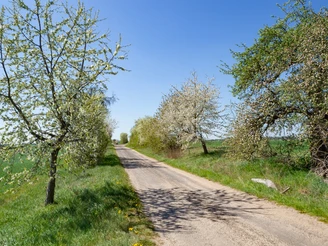 Älteste Apfelbaumallee Brandenburgs in Tempelberg, Foto TMB Fotoarchiv/Steffen Lehmann