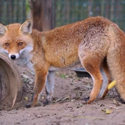 Rotfuchs