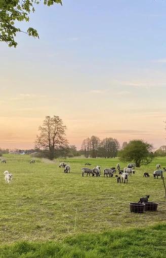 Wiese am Wegesrand