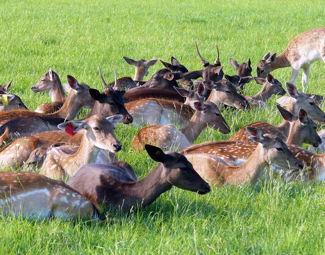 Hirschkoppel in Paulshof