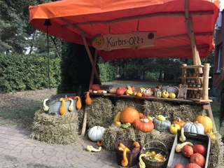 Kürbis-Olli Fürstenwalde