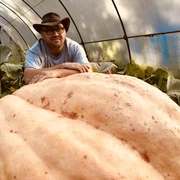 Kürbis-Olli Fürstenwalde