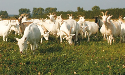 Ziegen vom Ziegenhof Zollbrücke