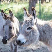 Kindertierhof und Freizeitpark Wendisch Rietz