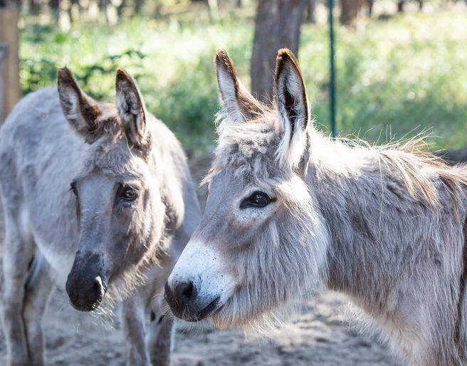 Kindertierhof und Freizeitpark Wendisch Rietz