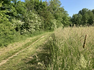 Weg zur Badestelle Ausbau Wendisch Rietz