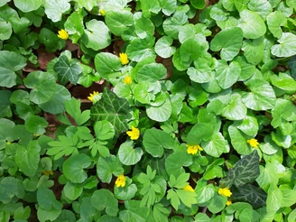 Neuzelle Fasanenwald